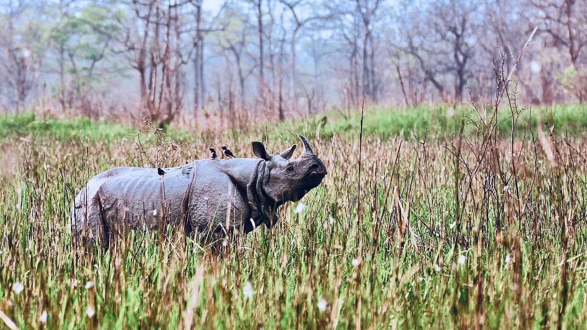 one-horned_rhinoceros